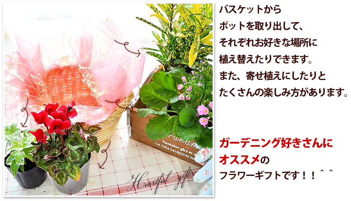 フラワーバスケット 友人 お誕生日 開店祝い 季節のおまかせ花鉢とグリーンの寄せ入れ お花 フラワーギフト おしゃれ 引越し祝い 送料無料 Llサイズ 祖母 鉢花 花 開業祝い 新築祝い お祝い 贈り物 鉢植え 花 誕生日 プレゼント 母 祖母 女性 ギフト 新築祝い 友人 引越し