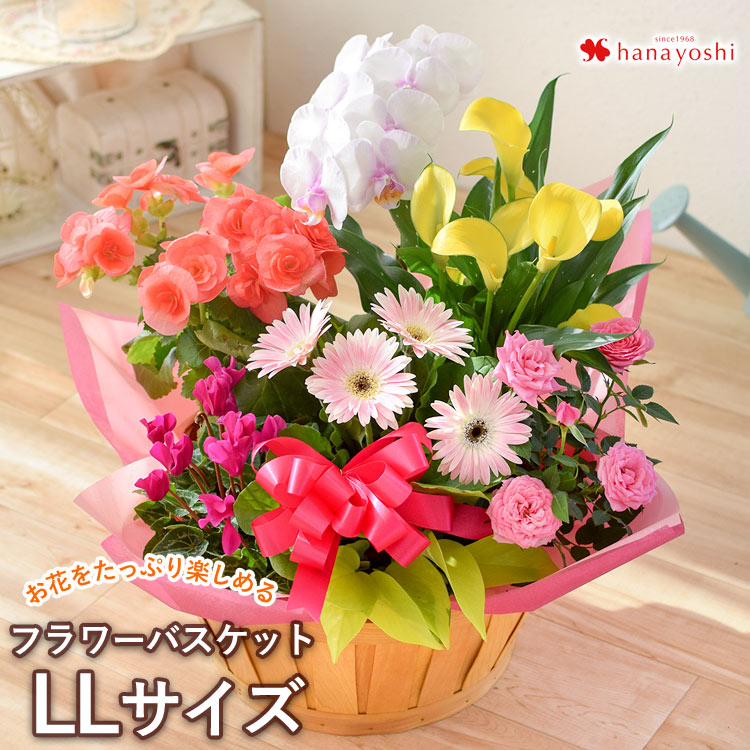 時分のおまかせ頂点鉢と緑であることの寄せ入れ Ll大いさ 鉢花 ブロッサム手籠 お生年月日日日 お花 開店祝賀 開業祝い 格好のいい フラワー手土産 お祝い 輿入祝する日 ワイフ 鉢植え 花 誕生日 貰い物 御母様 祖母さん くノ一 ギフト 築造祝い 引き移る祝い イラスト