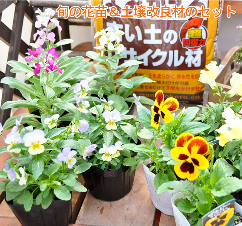 楽天市場 6回コース 植え替え用 旬の花苗 古い土がふっかふかによみがえる土壌改良材の会 器なし 頒布会 サブスク 花 ガーデニング フラワーマーケット花由