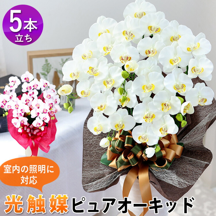 室内照明に対応！光触媒加工 ピュアオーキッド 胡蝶蘭 コチョウラン 洋蘭＜５本立ち＞ 造花 胡蝶蘭 花 開業祝い 周年祝い 開院祝い 移転祝い 就任祝い お祝い 開店 開業 ギフト ラン 誕生日 花 プレゼント 法人 お供え お悔やみ 開店 退職祝い 喪中見舞い｜フラワーマーケット花由