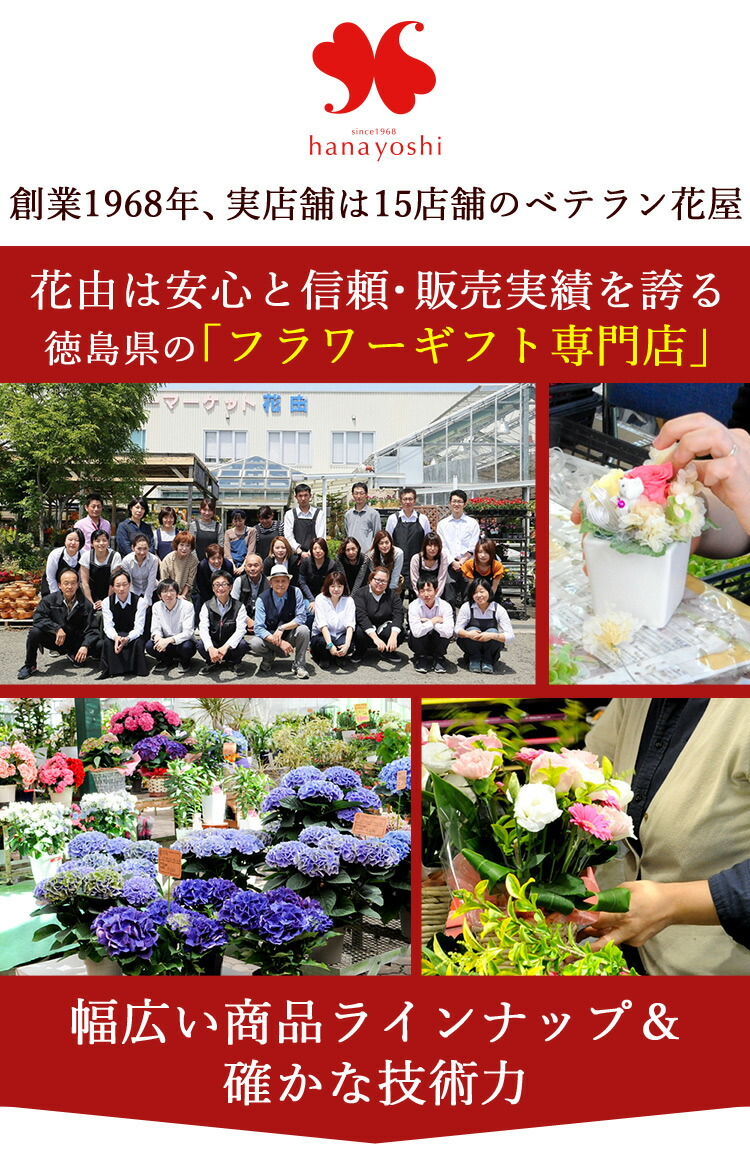 ベンジャミン バロック 鉢植えベンジャミン ゴムの木 観葉植物 インテリア ギフト 室内 おしゃれ 引越し祝い 新築祝い 開店祝い お祝い 開業祝い 周年祝い 結婚記念日 誕生日 プレゼント 女性 母 女友達 友人 退職祝い 就職祝い 男性 父 インテリアグリーン Marcsdesign Com