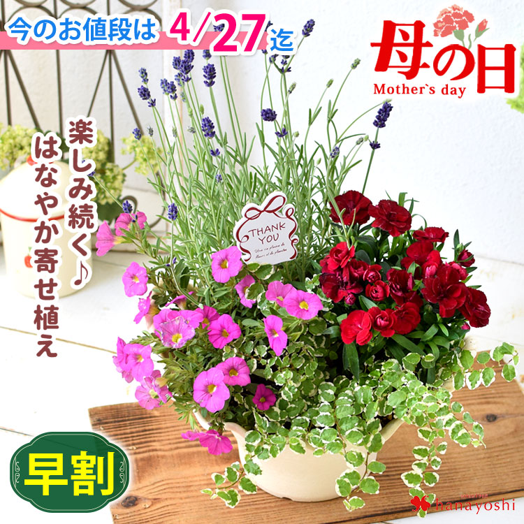 楽天市場】【4/24 20時～☆ポイント5倍】早割 母の日 花