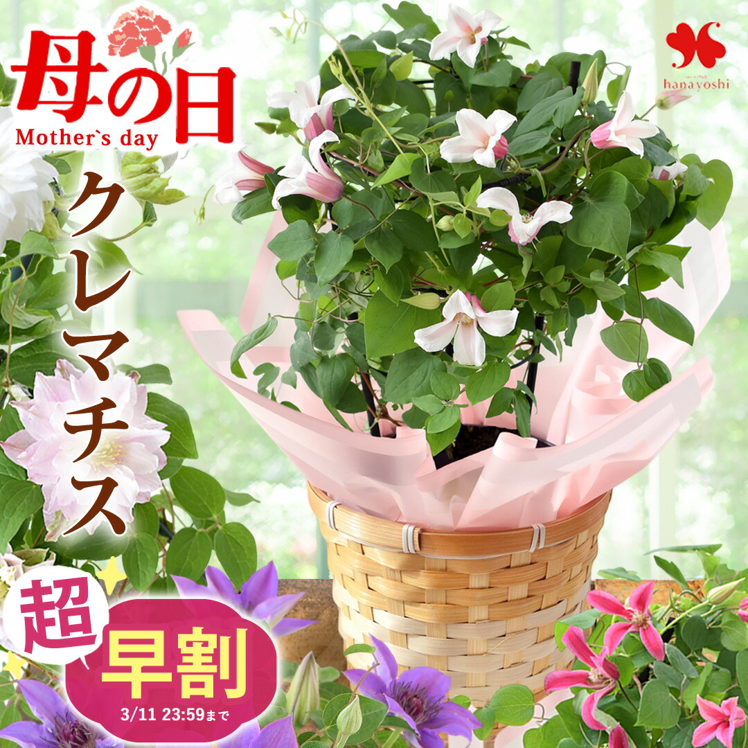 楽天市場】超 早割 母の日 花 ギフト 鉢植え マダガスカルジャスミン 4