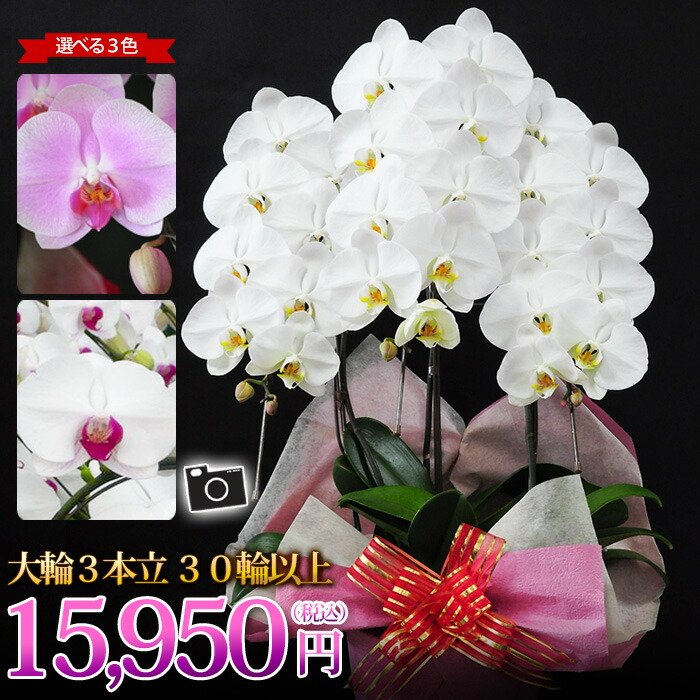 楽天shop Of お供え 誕生日 The お祝い Year 花ジャンル6回受賞店 花言葉は 幸せが飛んでくる 受け皿付 胡蝶蘭 ラッピング リボン メッセージカード無料 産地直送 ヒカルオーキッドさんの選べる胡蝶蘭 コチョウラン 洋蘭 大輪 ３本立ち 30輪以上 胡蝶蘭 花 開店