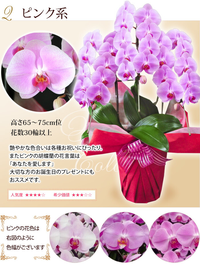 Of 産地直送 ヒカルオーキッドさんの選べる胡蝶蘭 お悔やみ 画像配信 周年祝い The Year 産地直送 ヒカルオーキッドさんの選べる胡蝶蘭 ラッピング リボン メッセージカード無料 花言葉は 幸せが飛んでくる 花ジャンル6回受賞店 洋蘭 大輪 ３本立ち 30輪