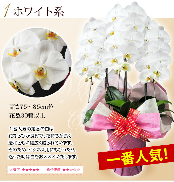 Of 産地直送 ヒカルオーキッドさんの選べる胡蝶蘭 お悔やみ 画像配信 周年祝い The Year 産地直送 ヒカルオーキッドさんの選べる胡蝶蘭 ラッピング リボン メッセージカード無料 花言葉は 幸せが飛んでくる 花ジャンル6回受賞店 洋蘭 大輪 ３本立ち 30輪