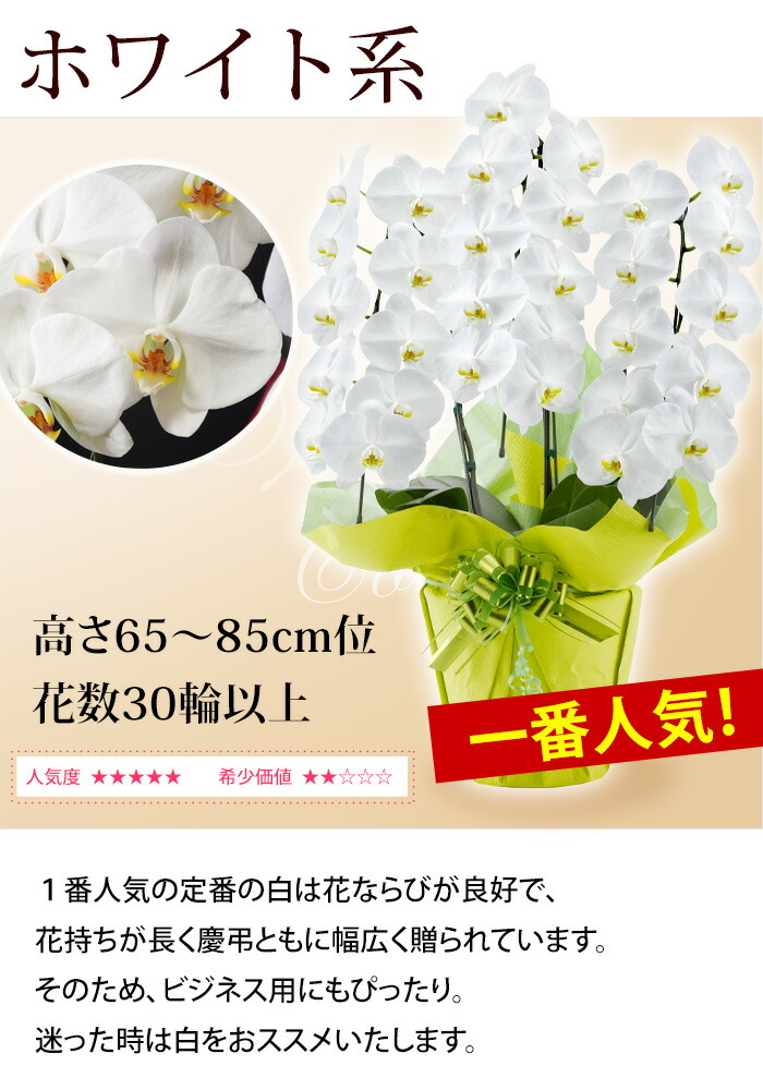 Sale 78 Off 産地直送 リーフさんの 胡蝶蘭 コチョウラン 洋蘭 大輪 ３本立ち 30輪以上 花 開店祝い 開業祝い 周年祝い 開院祝い 移転祝い お祝い 開店開業 ギフト ラン 誕生日 お供え お悔やみ 送料無料 Dev2 Officinegullo Com