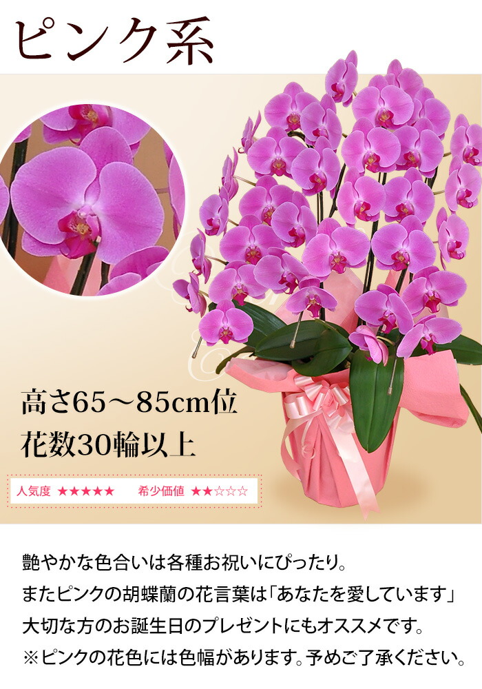 生所直送 岩礁さんの 胡蝶幽客 コチョウ幽客 洋蘭 大丸型 基盤立ち 30輪以上 胡蝶蘭 真っ盛り 開店祝典 開業祝い 周年祝い 開院祝い 移らす祝い 式典 開店開業 戴き物 ラン 誕生機会 花 お供え お悔やみ 絵像デリヴァリー 貨物輸送無料 Marchesoni Com Br