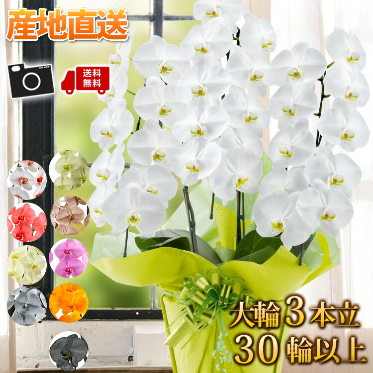 楽天市場 産地直送 リーフさんの 胡蝶蘭 コチョウラン 洋蘭 大輪 ３本立ち 30輪以上 胡蝶蘭 花 開店祝い 開業祝い 周年祝い 開院祝い 移転祝い お祝い 開店開業 ギフト ラン 誕生日 花 お供え お悔やみ 画像配信 送料無料 フラワーマーケット花由