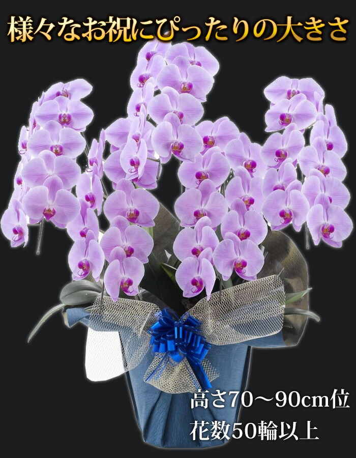 Of The 花 観葉植物 花ジャンル6回受賞店 開業祝い ラッピング リボン メッセージカード無料 Year 楽天shop リーフさんの 胡蝶蘭 洋蘭 大輪 ５本立ち 50輪以上胡蝶蘭 開院祝い 花言葉は 幸せが飛んでくる 受け皿付 胡蝶蘭 産地直送 コチョウラン 花 開店祝い