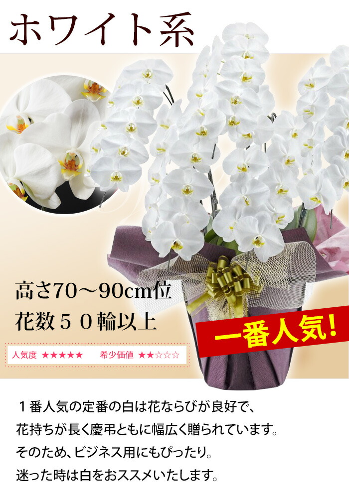 Of The 花 観葉植物 花ジャンル6回受賞店 開業祝い ラッピング リボン メッセージカード無料 Year 楽天shop リーフさんの 胡蝶蘭 洋蘭 大輪 ５本立ち 50輪以上胡蝶蘭 開院祝い 花言葉は 幸せが飛んでくる 受け皿付 胡蝶蘭 産地直送 コチョウラン 花 開店祝い