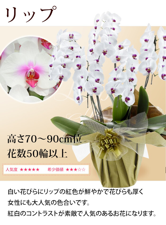 Of The 花 観葉植物 花ジャンル6回受賞店 開業祝い ラッピング リボン メッセージカード無料 Year 楽天shop リーフさんの 胡蝶蘭 洋蘭 大輪 ５本立ち 50輪以上胡蝶蘭 開院祝い 花言葉は 幸せが飛んでくる 受け皿付 胡蝶蘭 産地直送 コチョウラン 花 開店祝い
