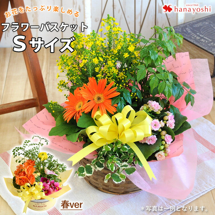 楽天市場 寄せ植え ギフト 季節のおまかせmサイズ 旬のお花をたっぷり寄植え お誕生日 お花 誕生日 プレゼント 女性 母 祖母 花 新築祝い 引っ越し祝い おしゃれ 友人 お祝い 玄関 鉢植え お見舞い 快気祝い 転勤 異動 贈り物 品質保証 メッセージカード付き 楽天市場 寄せ植え ギフト 季節のおまかせmサイズ 旬のお花をたっぷり寄植え お誕生日 お花 誕生日 プレゼント 女性 母 祖母 花 新築祝い 引っ越し祝い おしゃれ 友人 お祝い 玄関 鉢植え お見舞い 快気祝い 転勤 異動 贈り物 品質保証 メッセージカード付き