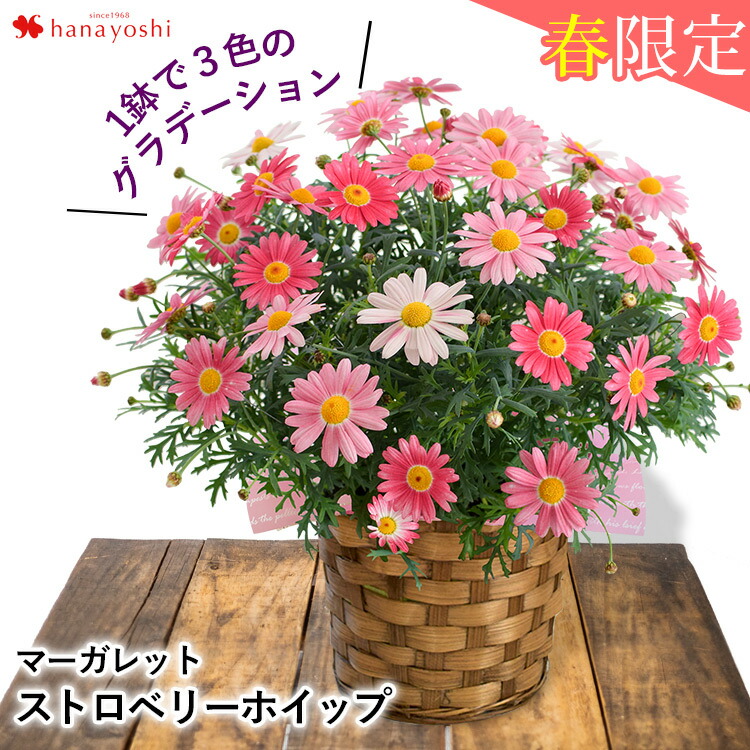 春の鉢花 マーガレット ストロベリーホイップ鉢植え プレゼント ギフト 花 送料無料 花鉢 誕生日 女性 母 祖母 女友達 結婚祝い 退職祝い 上司 還暦祝い 結婚記念日 妻 両親 お花 ホワイトデー 合格祝い 卒業祝い 卒業式 お祝い 2月5日 4月15日までお届け