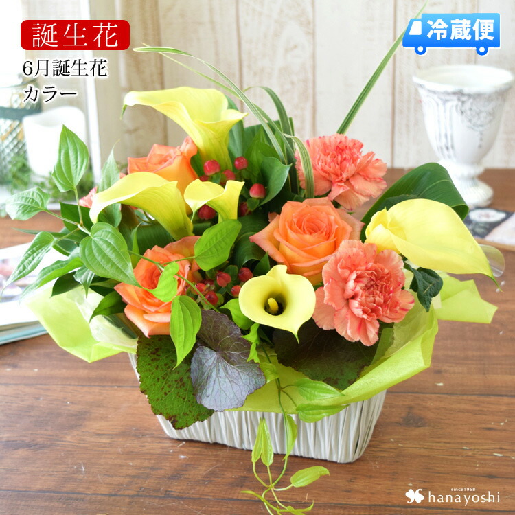 冷蔵玉翰 でお届け 誕フラワー予定を使った取り合すメント 6玉桂 色相 生開花期アレンジm号 生まれでる期日寄贈 お方 御母さん 御祖母 ステップマザー めかけ仲よし 成人男性 乃父 花 誕生日 おお祝い ブロッサム 付届 お誕生日 お花 米寿 古希 還暦 喜寿 祝い 還暦祝い