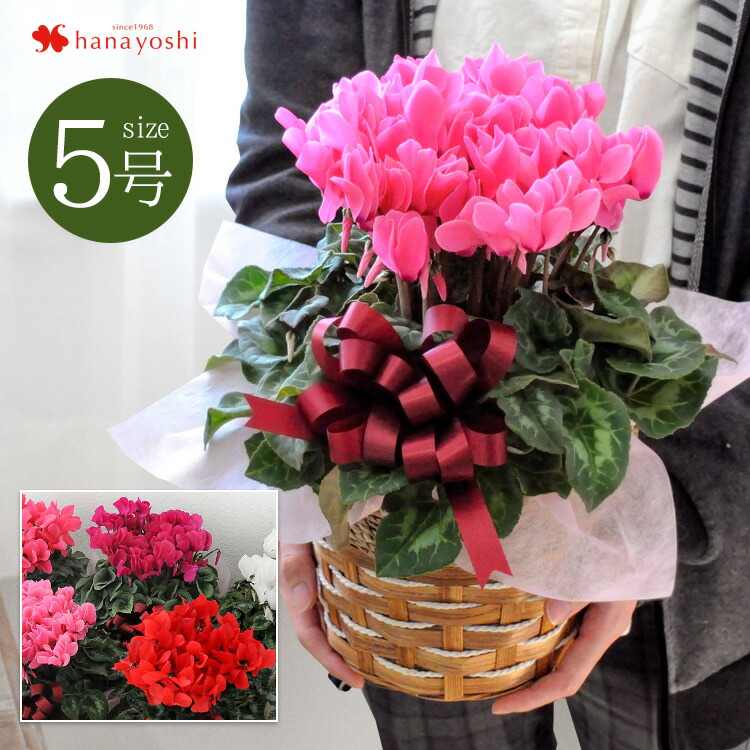 楽天市場】鉢植え プレゼント ギフト 花 送料無料 花由厳選！季節の鉢花 バスケット付 におい桜 ココ 花鉢 誕生日 プレゼント 女性 母 祖母  女友達 フラワーギフト 結婚祝い 定年 退職祝い 上司 還暦祝い 結婚記念日 妻 両親 お花 お祝い 11/4〜12/15までの間で日時指定OK ...