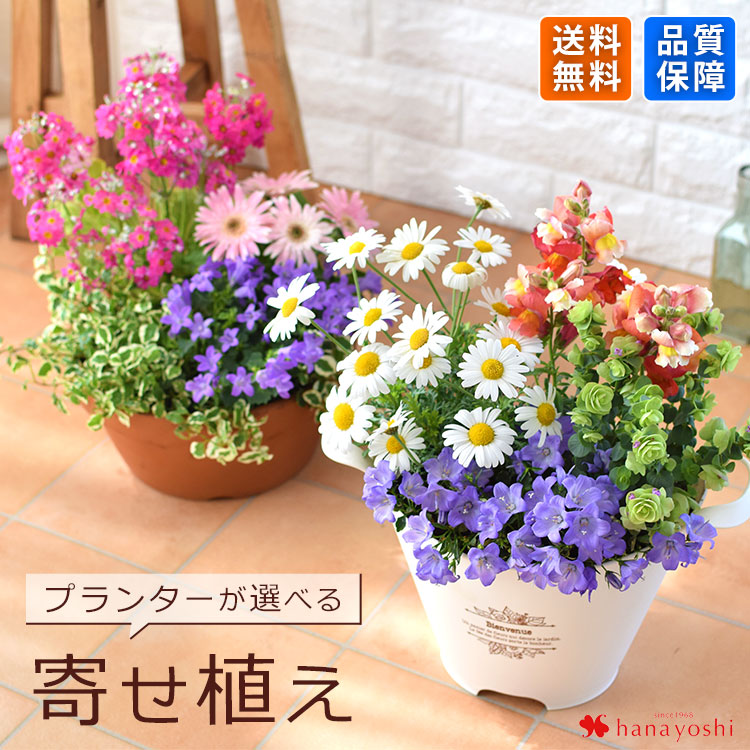 楽天市場】季節のお花の寄せ植え 花苗6種 タル型鉢 プランター