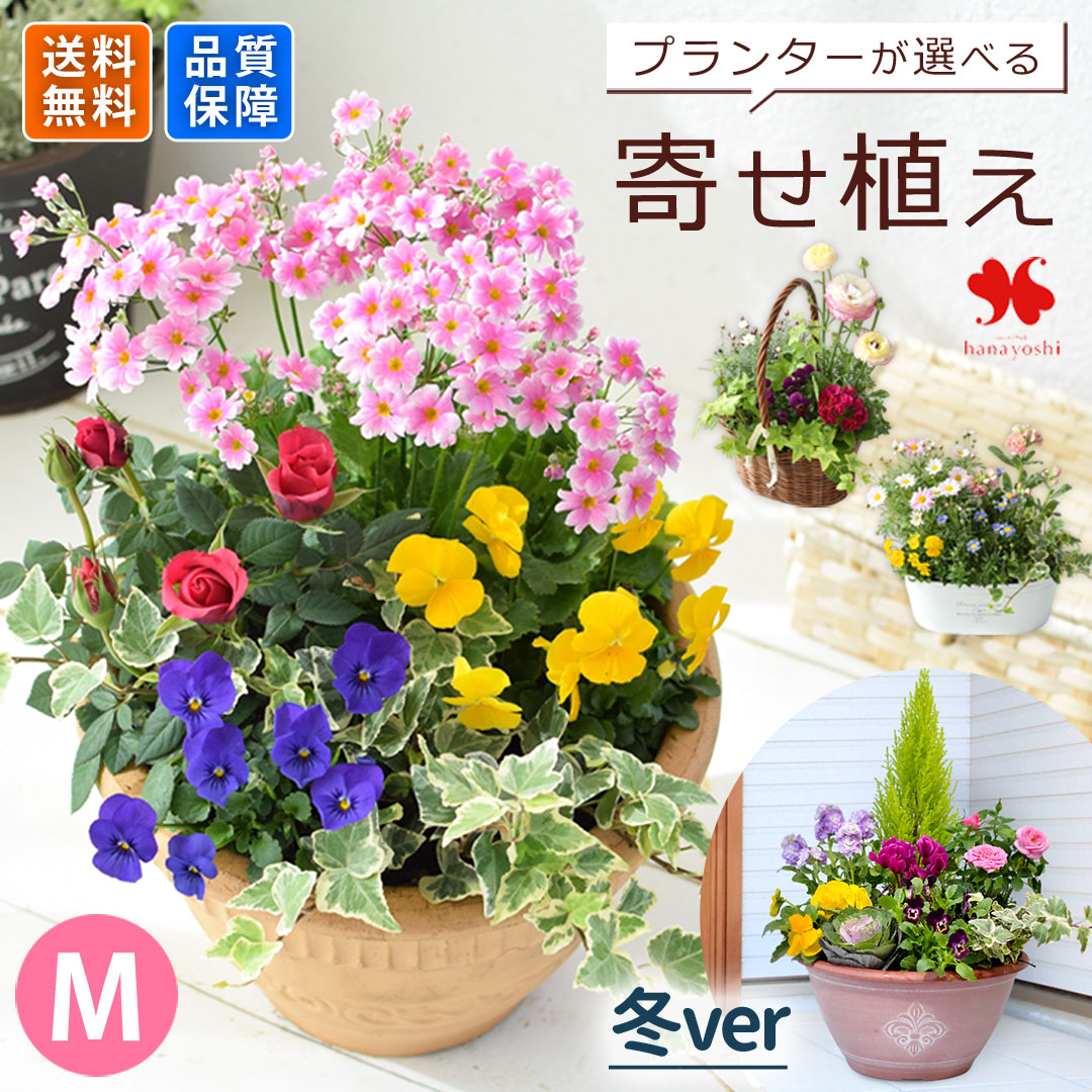 サワラ寄せ植え約30cm 青い鉢 2f7f18933bfad9eae3274e91ced0e6