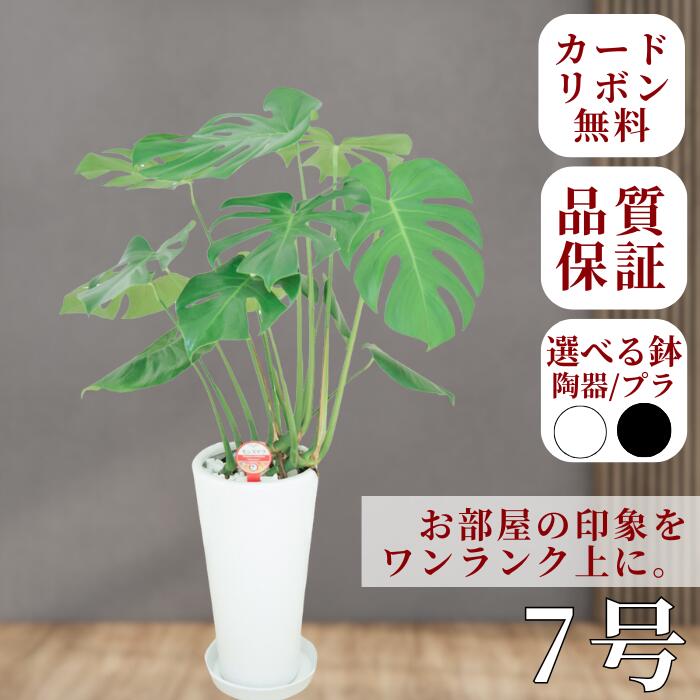 モンステラ 7号と選べる鉢 育てやすい 法人祝い おしゃれ おすすめ かわいい リビング 人気インテリアグリーン 癒し 花 ギフト プレゼント 産地 玄関 室内 誕生日 結婚祝 新築祝 開店祝 内祝 新生活 一人暮らし 新居 室内 出産祝 引越祝 母の日 記念日 友人 家族