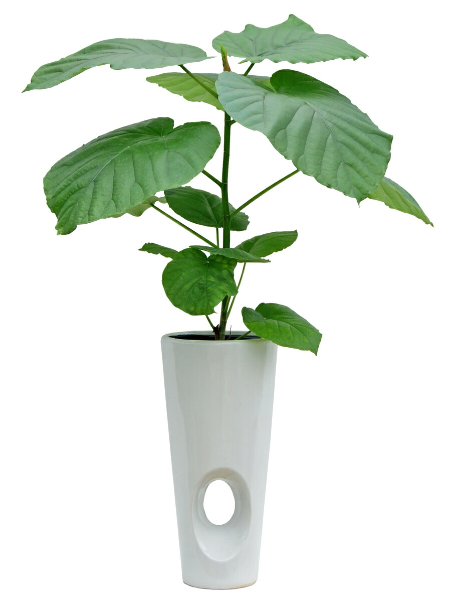 フィカス ウンベラータ 穴凹陶芸髑髏庇保 6サイズ 観葉植物 フロアー置き 観葉植物 陶器鉢 貨物輸送無料 Hotjobsafrica Org