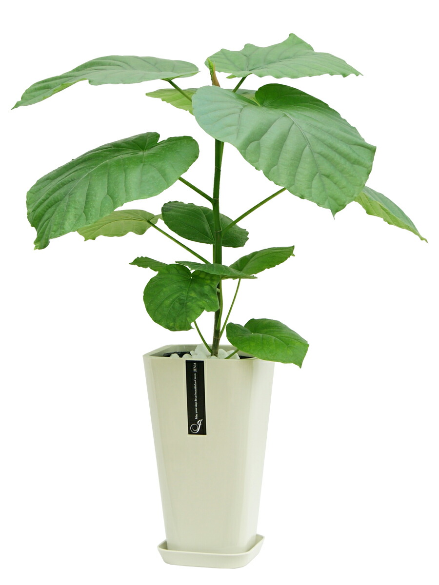 フィカス ウンベラータ カラーポット 号 観葉植物 床置き 観葉植物 陶器鉢 送料無料 Educaps Com Br