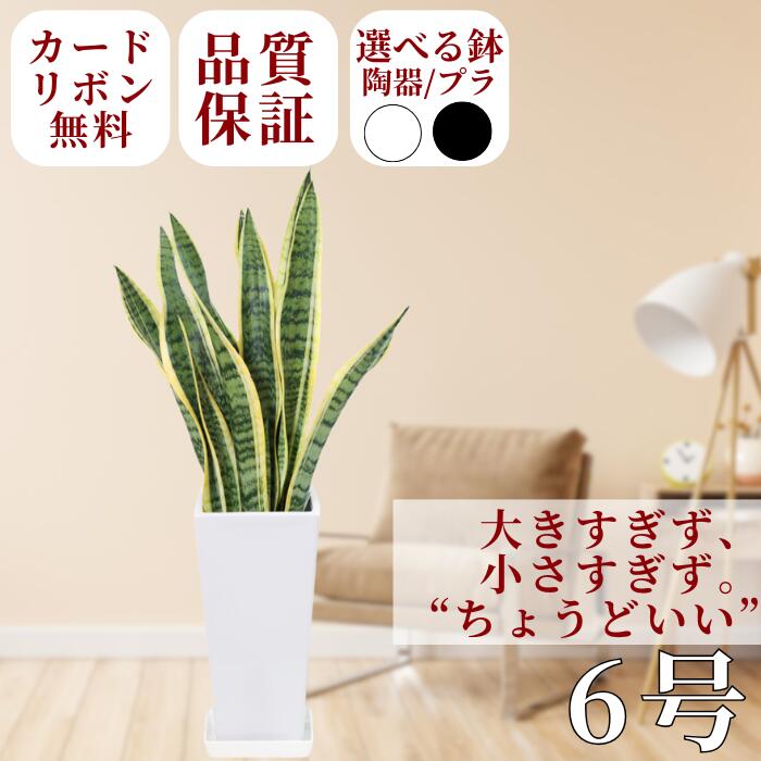 楽天市場】サンセベリア（サンスベリア）寄せ植え 8号（スタンド鉢