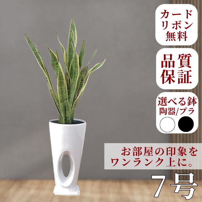 楽天市場】サンセベリア（サンスベリア）寄せ植え 8号（スタンド