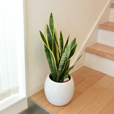 サンセベリア 陶器丸鉢カバー 6号 床置き 観葉植物 陶器鉢 送料無料 Letempslev K7a Com