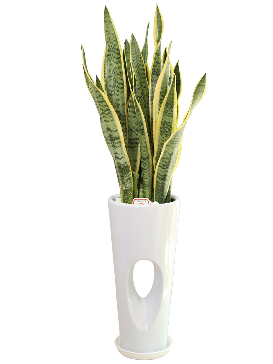 楽天市場 サンセベリア 穴高陶器鉢 7号 床置き 観葉植物 陶器鉢 送料無料 御中元 花盛り
