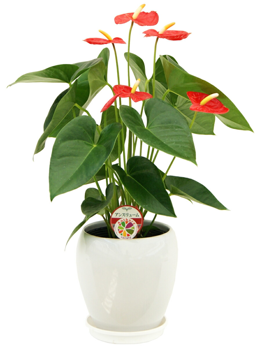 アンスリューム ロイヤルチャンピオン 丸陶器鉢 5号 花もちのいい観葉植物 床置き 観葉植物 陶器鉢 送料無料 Giosenglish Com