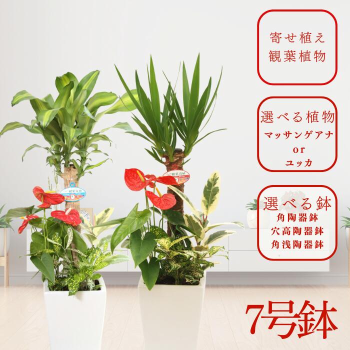 観葉植物 寄せ植え ドラセナ マッサンゲアナ/ユッカ 選べる鉢デザイン7号 幸福の木 青年の木 床置き 陶器鉢 インテリア 開店祝 開業祝 退職祝 退院祝 引越祝新築祝 結婚祝 サプライズ 卒業 御礼 誕生日 送別 退院 出産 記念日 花束 入学 母の日 父の日