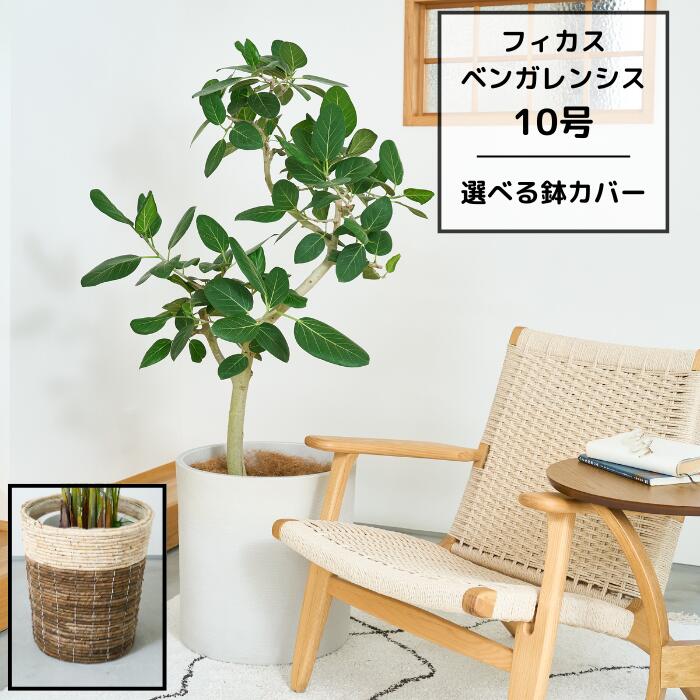 楽天市場】ゴムの木曲げ 豪華寄せ植え 陶器 10号鉢 フィカス