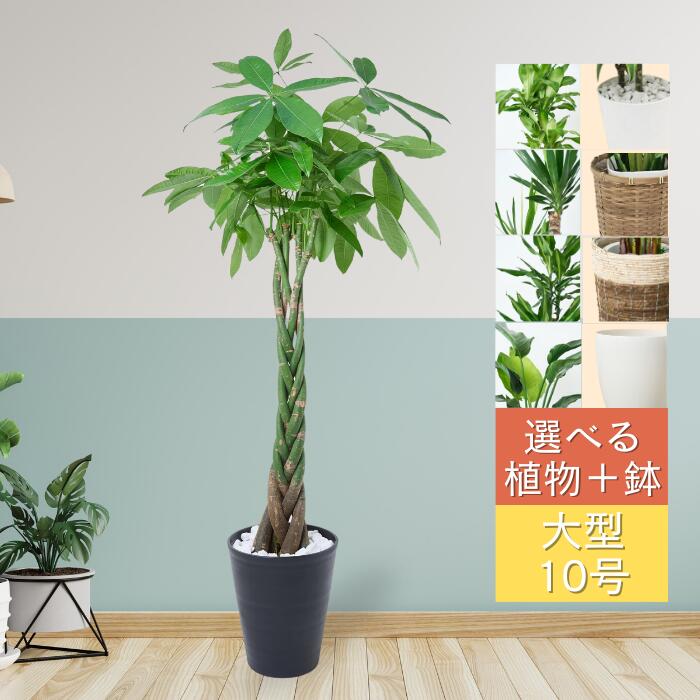 大型 植物ビロウヤシヤシの木