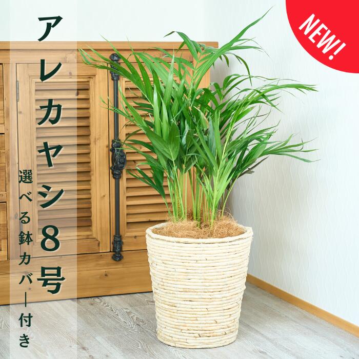 観葉植物 大型 アレカヤシ 8号鉢 ヤシの木 カゴ おしゃれな選べる鉢カバー 秋冬 バスケット 大人気ギフト 鉢 結婚祝 新築祝 開店祝い 開業 開設 開院 移転 周年 新生活 オフィス 美容院 ネイルサロン カフェ 個人宅 玄関 リビング 友人 結婚 新婚 新居