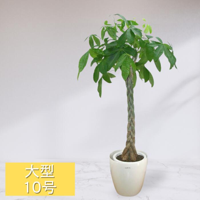 楽天市場】観葉植物 大型 ユッカ エレファンティペス 青年の木 8号鉢