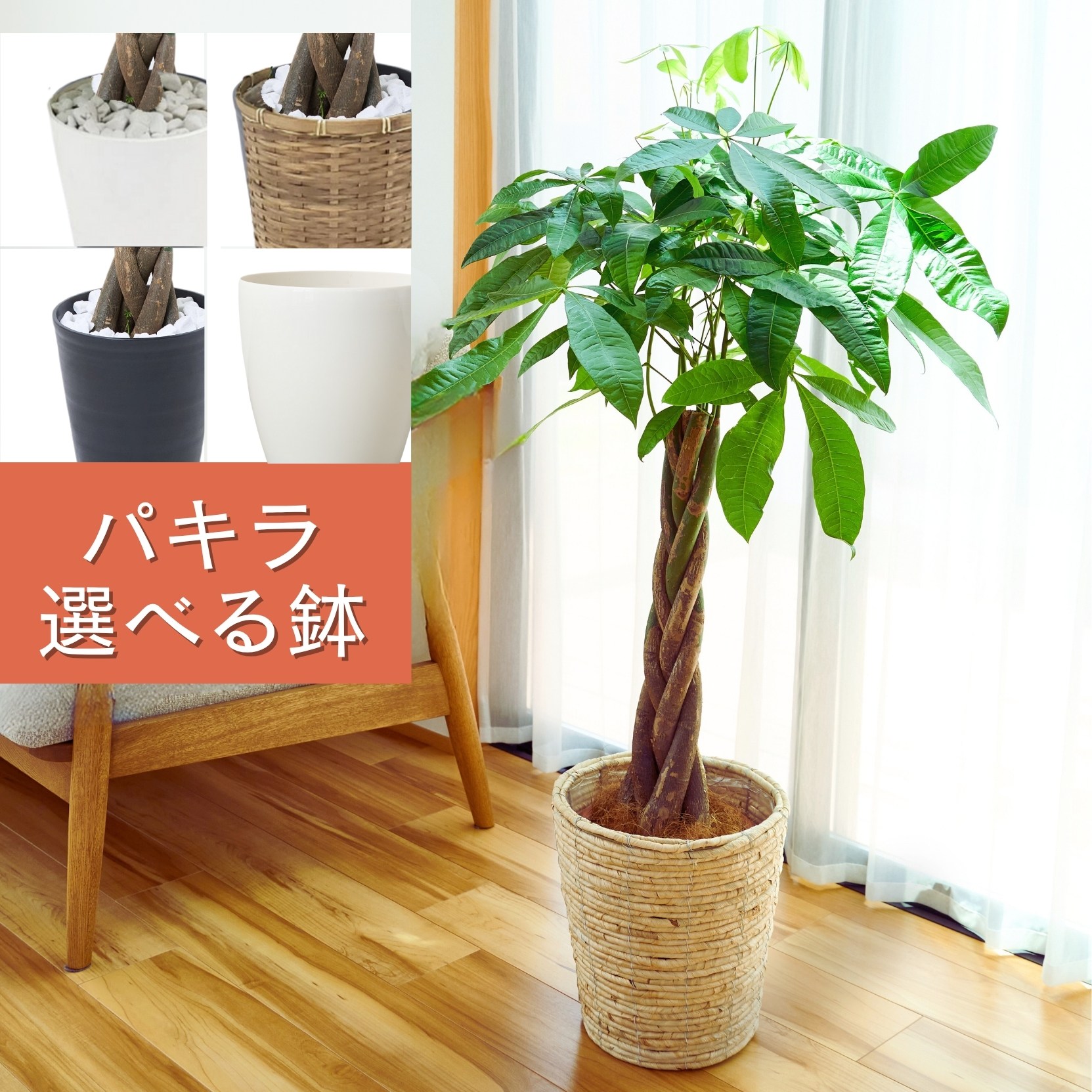 ＼ 観葉植物ランキング1位 ／ 観葉植物 大型 パキラ 8号鉢 鉢 選べる鉢 育てやすい 発財樹 商売繁盛 贈り物 誕生日 結婚祝 新築祝 開店祝 開業 開設 開院 周年 移転 事務所 美容院 店舗 オフィス お歳暮 事務所 室内 結婚 新居 新築 北欧 おしゃれ