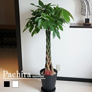 【大型】観葉植物の人気おすすめ④パキラ
