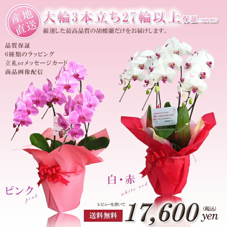 胡蝶蘭 大輪3本立ち 27輪以上保証(蕾含) ピンク、白赤 ※商品のお届けはご注文日より3営業日後 お祝い 開店祝い ギフト 贈り物 出産祝い 内祝い 花 お中元 結婚祝い 誕生日 新築祝い 開業祝い 退職祝い 還暦祝い