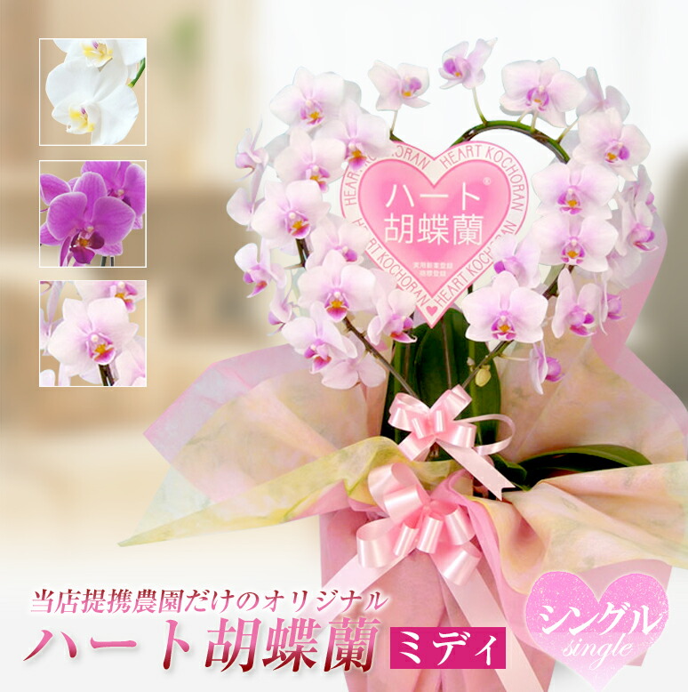 楽天市場】ハート胡蝶蘭 ミディタイプ さくら色 シングルハート