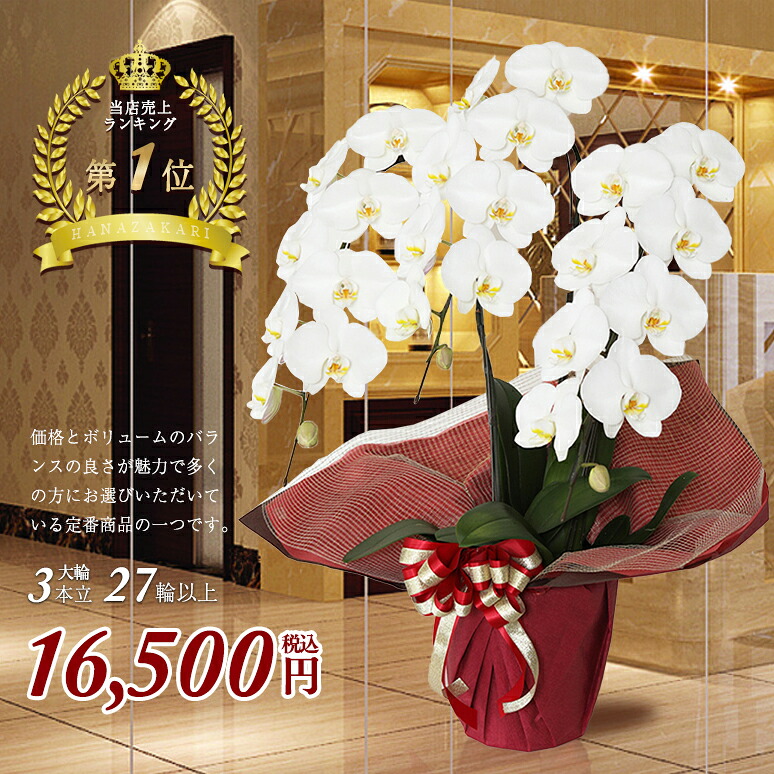 お求めやすく価格改定 鉢花ランキング1位 胡蝶蘭 3本立ち 大輪 27輪 蕾含 送料無料 御中元 お歳暮 お祝い 贈り物 開店祝い 花 ギフト 出産祝い 敬老の日 お供え 新築祝い 開業祝い 開院祝い 還暦祝い 古希祝い 結婚祝い 誕生日 コチョウラン ラン 総選挙