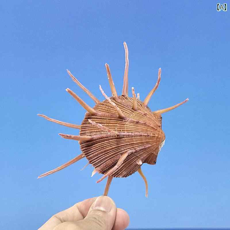標本 オブジェ 天然 大型 貝殻 蛍王ウミギクガイ ヒトデ コレクション 水槽 アクアリウム テラリウム レイアウト ディスプレイ 飾り 開運 縁起物 風水 インテリア 雑貨