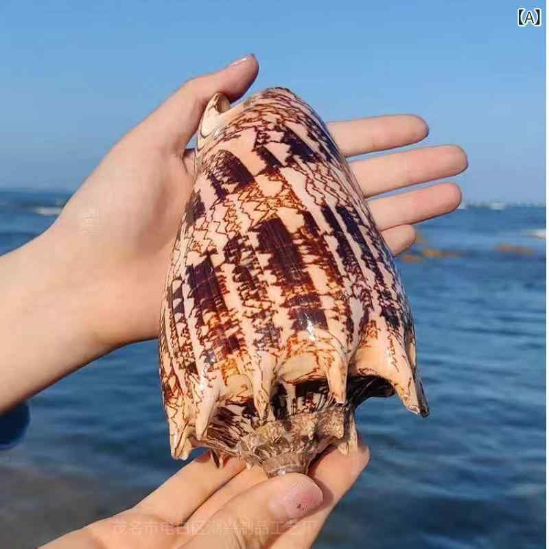 超大型 クモガイ 天然巻貝 貝殻 インテリア オブジェ 観賞用 【公式通販】