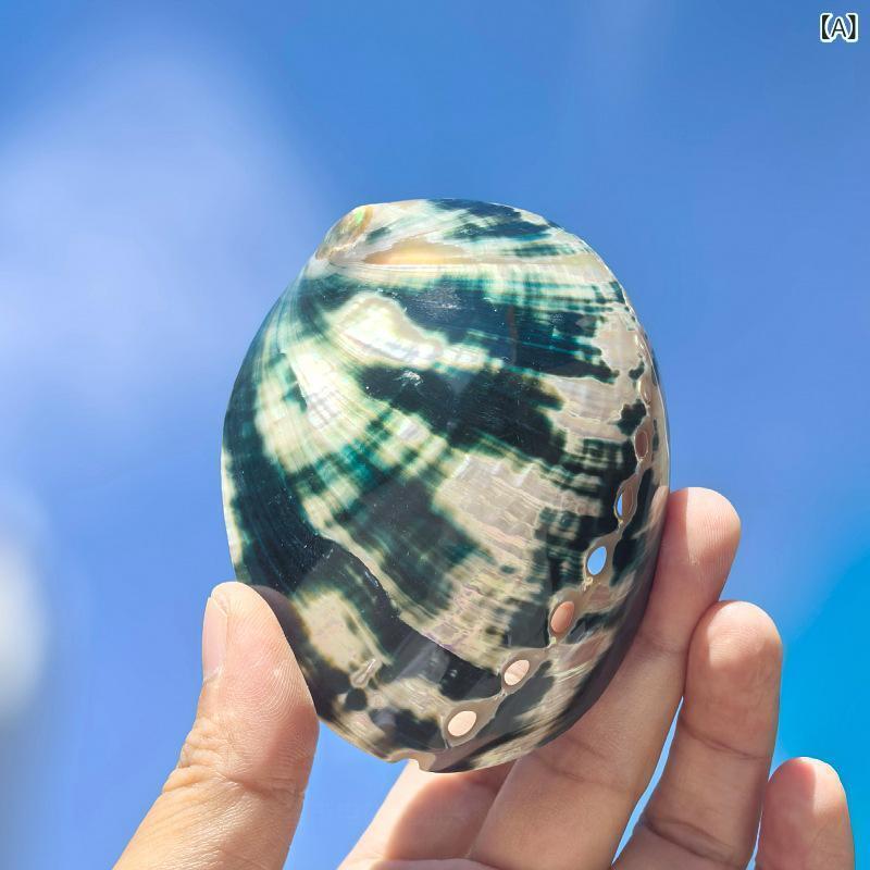 貝殻 オブジェ 天然 黒金 アワビ 巻き貝 水槽 アクアリウム レイアウト 装飾 おしゃれ インテリア ディスプレイ 置物 撮影小道具 高級感 ナチュラル 飾り