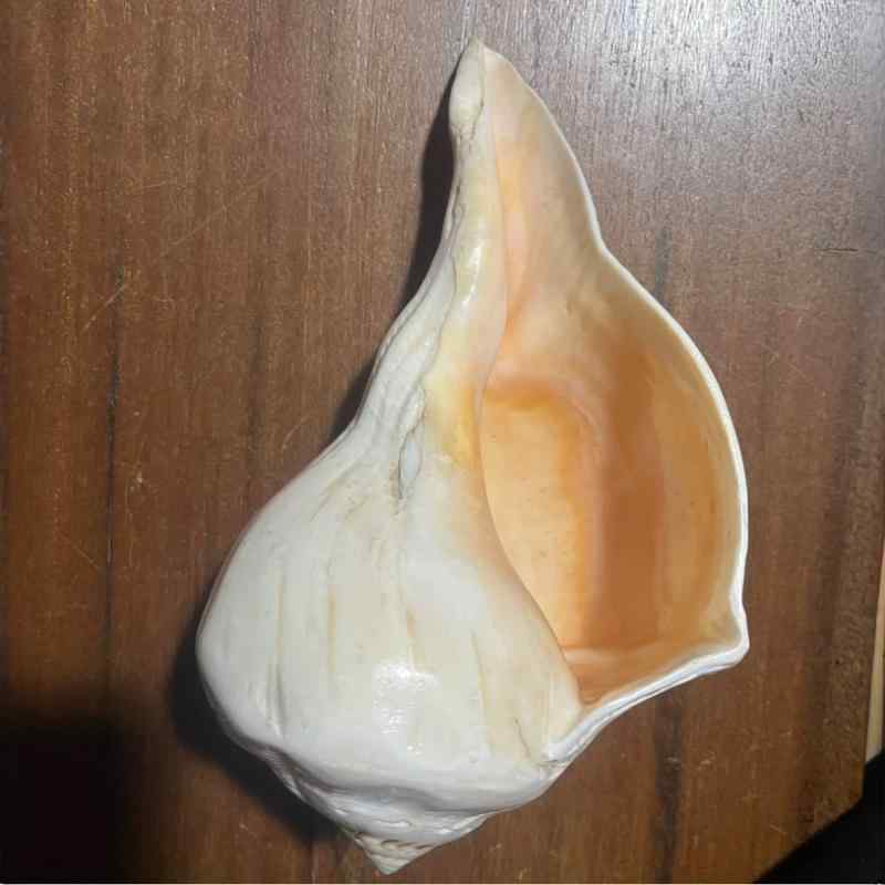 置物 天然 大型巻き貝 手磨き 左巻きシェル 地中海スタイル 玄関 リビング コレクション オブジェ 記念品 水槽レイアウト