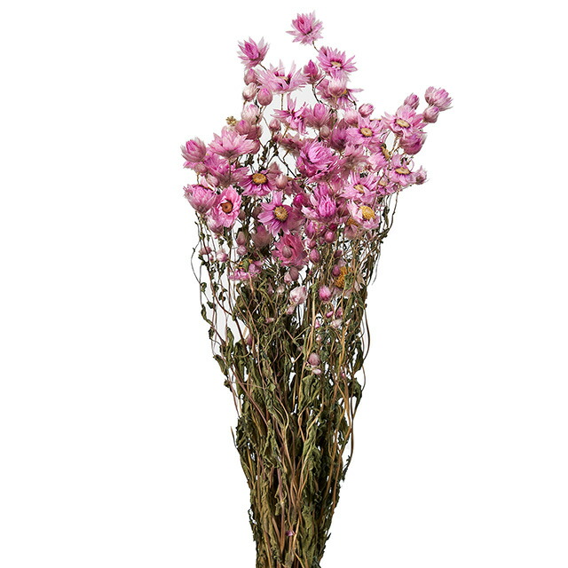 楽天市場 ローダンセ ピンク ドライフラワー インテリア アレンジ 花材 壁掛け インテリアフラワー ハーバリウム スワッグ Flower Parts Shop