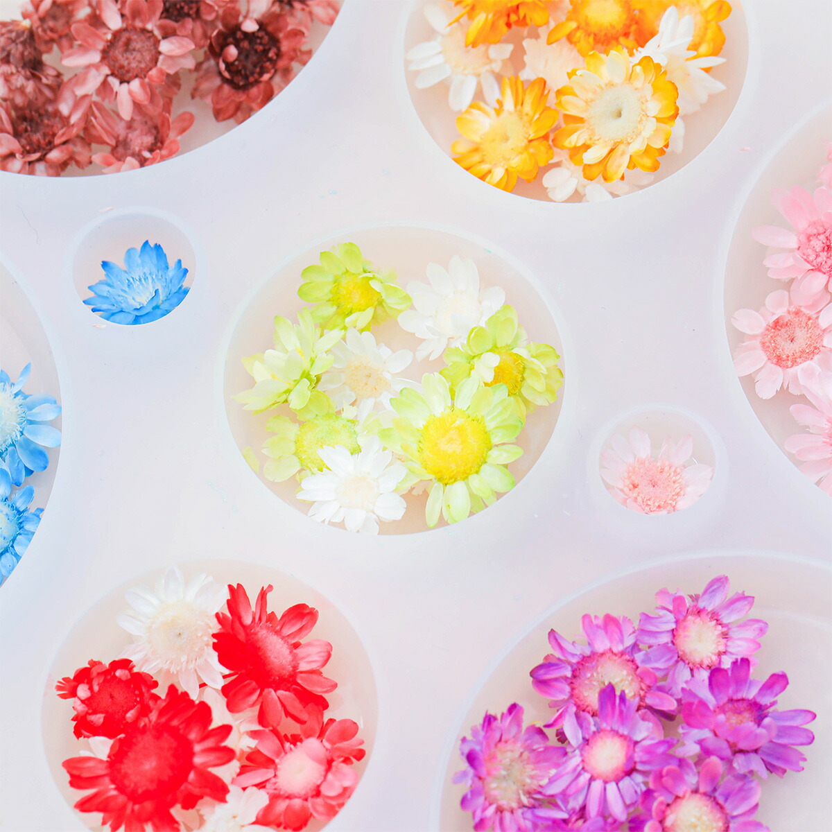 k.flower/mina様♡【ドライフラワー】アリッサム （ 687 レジン） k.flower/mina様♡【ドライフラワー】アリッサム （ 687 レジン） k