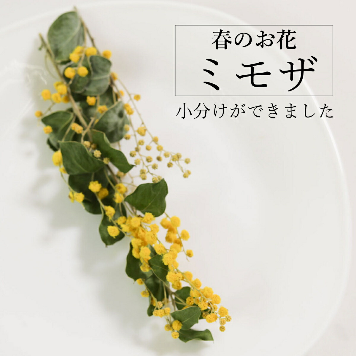 楽天市場】【封入素材】小分け ラメ カーリースモーク ラメッタ