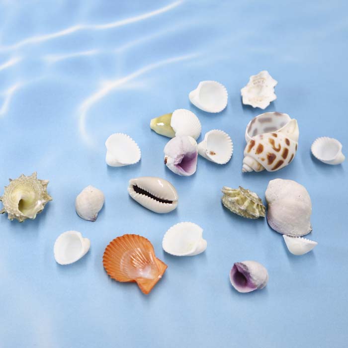 夏素材 貝殻 お徳用 詰め合わせ巻き貝 ホタテ 小さいサイズ ナチュラル インテリア 海レジン 海作品