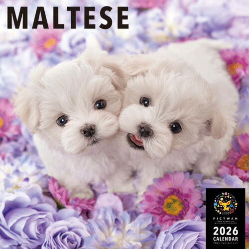 オーダー受付　Xmas　マルチーズ　ご予約ページ　10/28 楽天市場】［公式］PICTWANカレンダー 2026年【L判】マルチーズ【送料