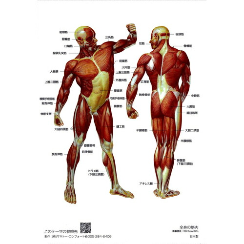 楽天市場】クリアファイル 筋肉 ポーズ 「筋次郎コレクション1 クリア